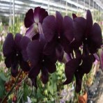 Dendrobium Black Pearl